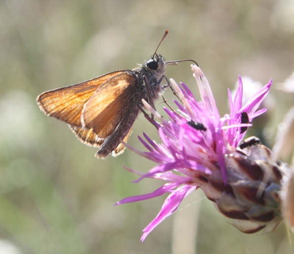 Erynnis sp.?